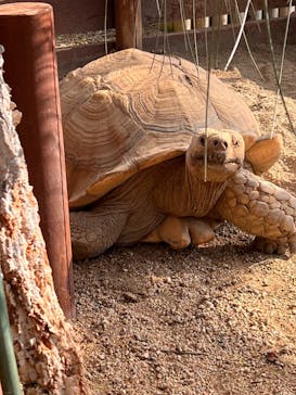 淡路ファームパーク イングランドの丘に投稿された画像（2024/1/6）