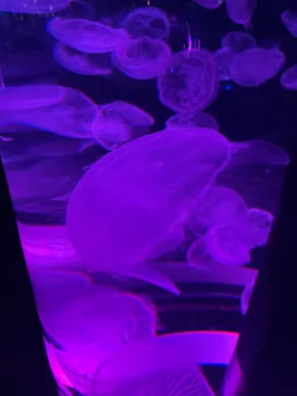 マクセル アクアパーク品川に投稿された画像（2024/1/6）