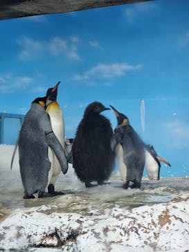 鴨川シーワールドに投稿された画像（2024/1/6）