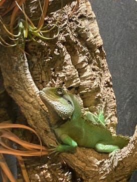 NARA KINGYO MUSEUMに投稿された画像（2024/1/6）