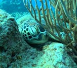 石垣島 ADVENTURE PiPi（イシガキジマアドベンチャーピピ）に投稿された画像（2024/1/6）