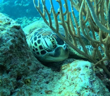 石垣島 ADVENTURE PiPi（イシガキジマアドベンチャーピピ）に投稿された画像（2024/1/6）