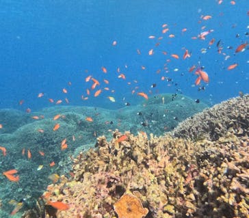 石垣島 ADVENTURE PiPi（イシガキジマアドベンチャーピピ）に投稿された画像（2024/1/6）