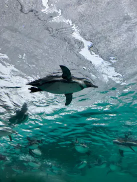 天王寺動物園に投稿された画像（2024/1/6）