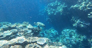 石垣島 ADVENTURE PiPi（イシガキジマアドベンチャーピピ）に投稿された画像（2024/1/6）