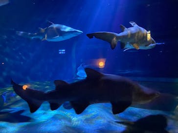 アクアワールド茨城県大洗水族館に投稿された画像（2024/1/7）