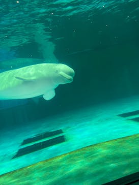 鴨川シーワールドに投稿された画像（2024/1/7）