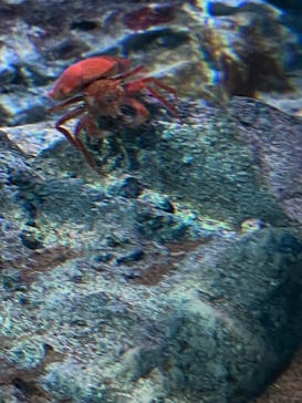 鴨川シーワールドに投稿された画像（2024/1/7）