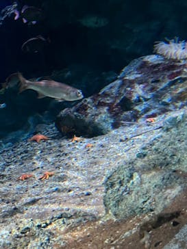 鴨川シーワールドに投稿された画像（2024/1/7）