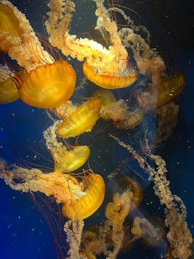 鴨川シーワールドに投稿された画像（2024/1/7）