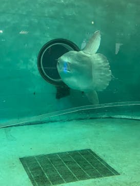 鴨川シーワールドに投稿された画像（2024/1/7）