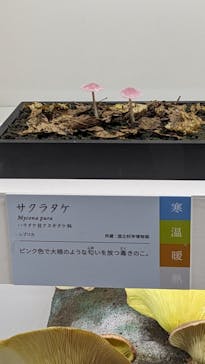 特別展「和食 ～日本の自然、人々の知恵～」に投稿された画像（2024/1/7）