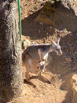 よこはま動物園ズーラシアに投稿された画像（2024/1/7）