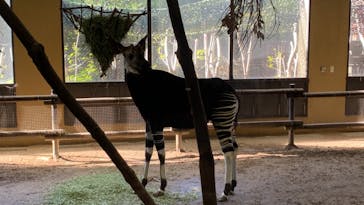 よこはま動物園ズーラシアに投稿された画像（2024/1/7）