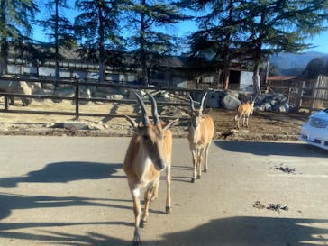 群馬サファリパークに投稿された画像（2024/1/7）