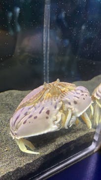 アクアワールド茨城県大洗水族館に投稿された画像（2024/1/7）