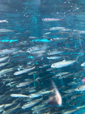 環境水族館アクアマリンふくしまに投稿された画像（2024/1/7）