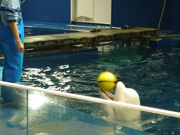 島根県立 しまね海洋館に投稿された画像（2024/1/7）