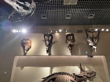 国立科学博物館に投稿された画像（2024/1/7）