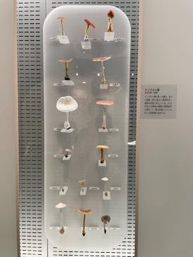 国立科学博物館に投稿された画像（2024/1/7）