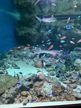 マクセル アクアパーク品川に投稿された画像（2024/1/7）