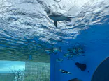 サンシャイン水族館に投稿された画像（2024/1/7）
