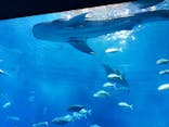 沖縄美ら海水族館に投稿された画像（2024/1/7）