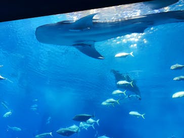 沖縄美ら海水族館に投稿された画像（2024/1/7）