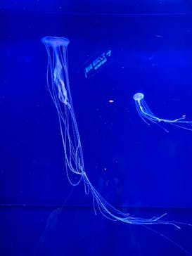 沖縄美ら海水族館に投稿された画像（2024/1/7）