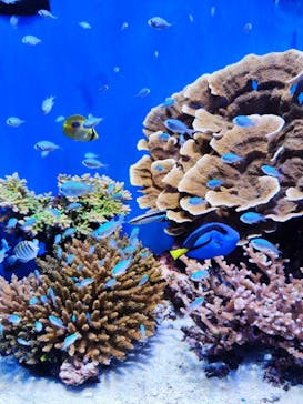 沖縄美ら海水族館に投稿された画像（2024/1/7）