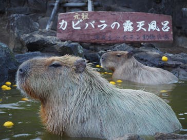 伊豆シャボテン動物公園に投稿された画像（2024/1/7）