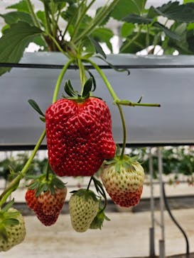 株式会社こまち野に投稿された画像（2024/1/7）