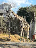 天王寺動物園に投稿された画像（2024/1/7）