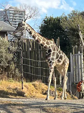 天王寺動物園に投稿された画像（2024/1/7）
