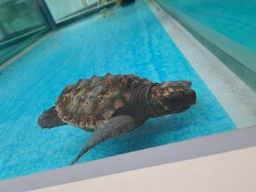 名古屋港水族館に投稿された画像（2024/1/7）