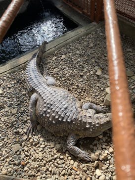 熱川バナナワニ園に投稿された画像（2024/1/7）