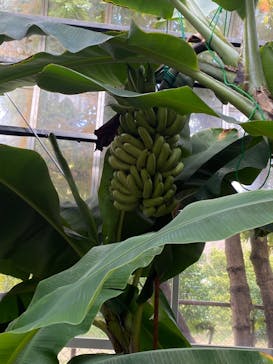 熱川バナナワニ園に投稿された画像（2024/1/7）