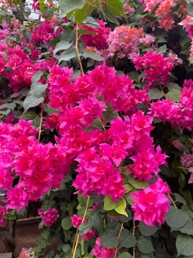 熱川バナナワニ園に投稿された画像（2024/1/7）