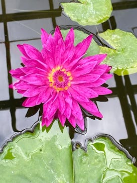 熱川バナナワニ園に投稿された画像（2024/1/7）