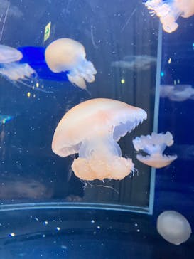 新江ノ島水族館に投稿された画像（2024/1/7）