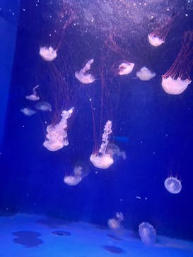 新江ノ島水族館に投稿された画像（2024/1/7）