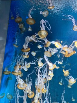 新江ノ島水族館に投稿された画像（2024/1/7）