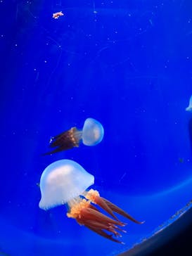 新江ノ島水族館に投稿された画像（2024/1/7）