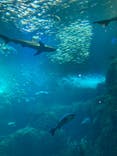 新江ノ島水族館に投稿された画像（2024/1/7）