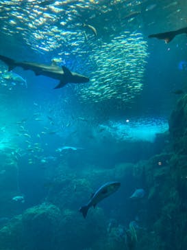 新江ノ島水族館に投稿された画像（2024/1/7）