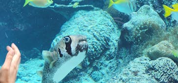 沖縄美ら海水族館に投稿された画像（2024/1/7）