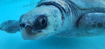 沖縄美ら海水族館に投稿された画像（2024/1/7）