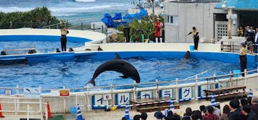 沖縄美ら海水族館に投稿された画像（2024/1/7）