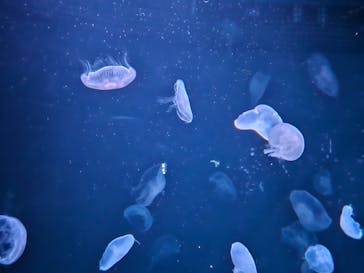 サンシャイン水族館に投稿された画像（2024/1/7）