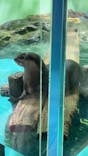 しながわ水族館に投稿された画像（2024/1/7）